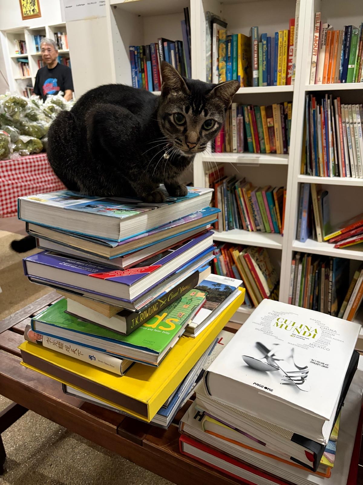 Dewy perched on a stack of books inside HV Little Library.