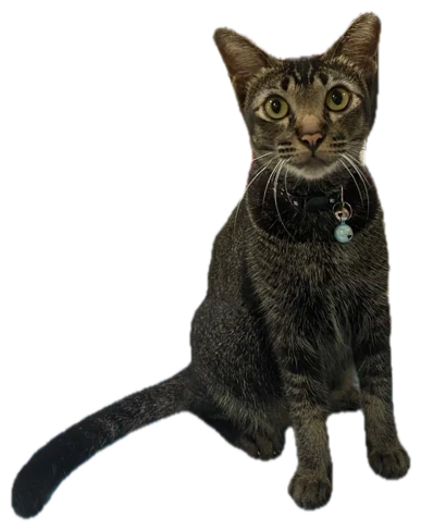 Dewy, HV Little Library’s tabby cat, sitting alertly