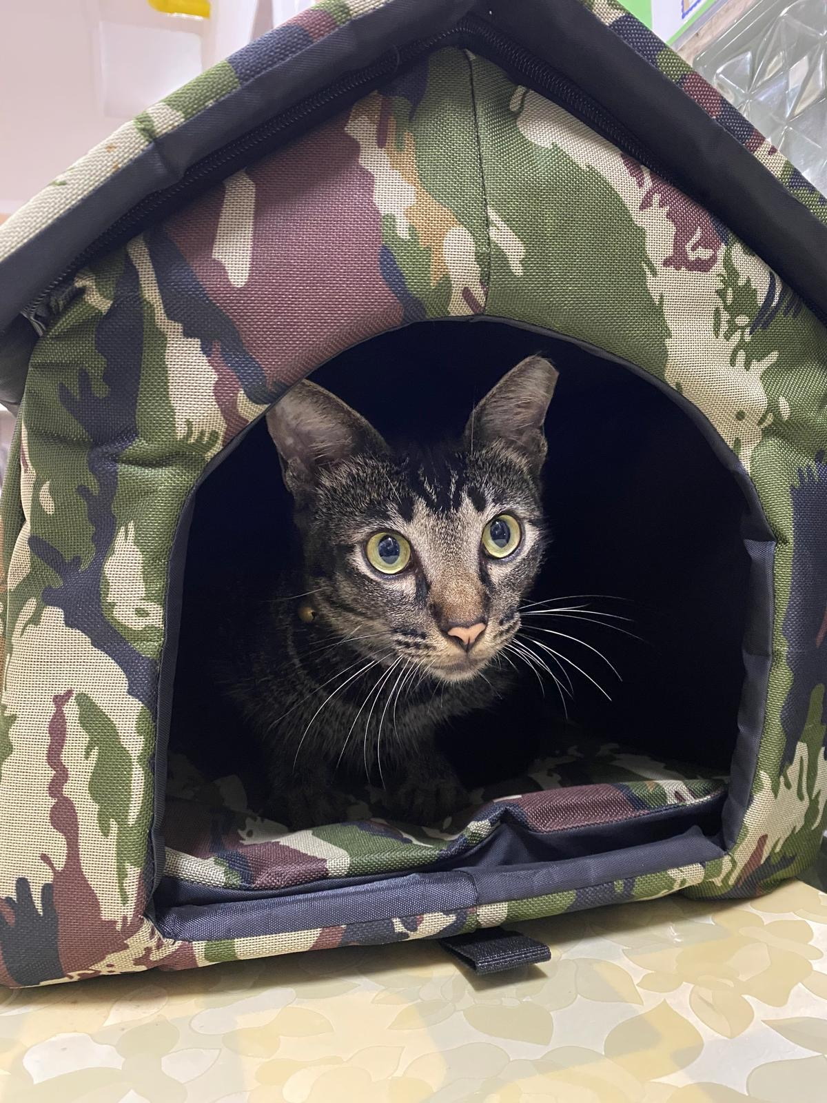 Dewy looking out from his camouflage cat house